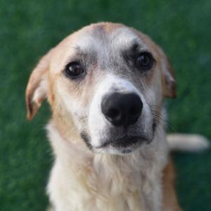 Rumble, Mixed Breed (Large), adult, available for adoption