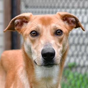 Daisy, Cattle Dog, Australian (Blue Heeler), available for adoption