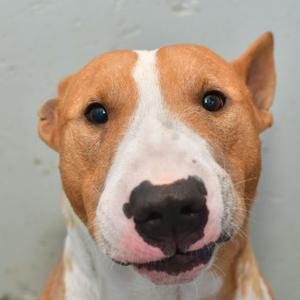 Moose, Terrier, Bull, adult, available for adoption