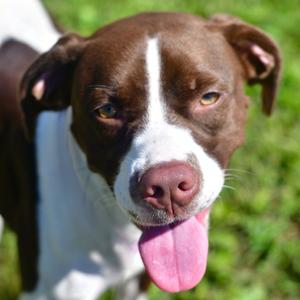 Wiggles, Pointer, adult, available for adoption
