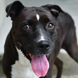 Stormie, Terrier, Pit Bull, senior, available for adoption