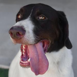 Shadow, Pointer, adult, available for adoption