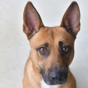Cocoa, Mixed Breed (Medium), adult, available for adoption