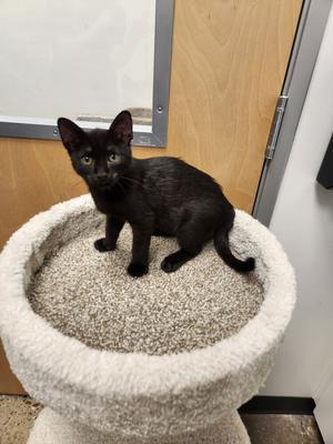 Mocha, kitten, available for adoption