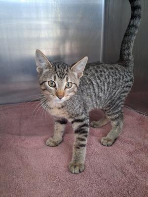 A tabby cat standing on a pink surface with a metallic background.