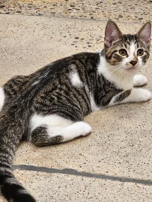 Charlie Brown, kitten, available for adoption