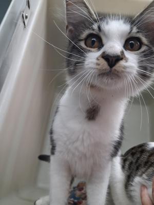 A close-up of a white and gray kitten with large, expressive eyes, sitting upright and looking directly at the camera.