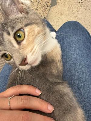 A close-up of a gray and white cat with green eyes, being petted by a person's hand. The person is wearing blue jeans.