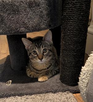 Leonard, kitten, available for adoption