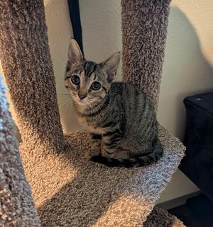 Penny #9, kitten, available for adoption