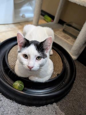 Checkers #2, kitten, available for adoption