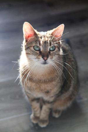 Bogey, adult, available for adoption
