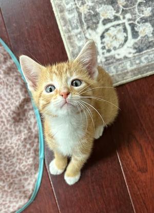 Doc #2, kitten, available for adoption