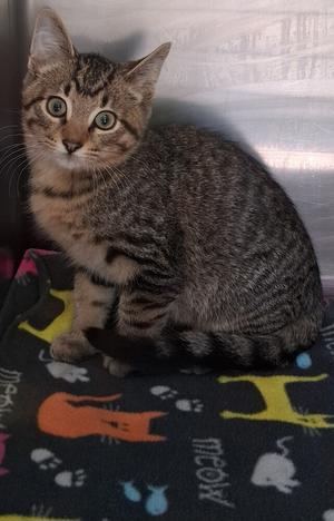 Eeyore, kitten, available for adoption