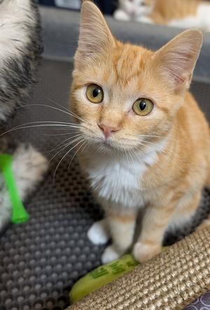 Cannoli, kitten, available for adoption