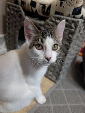 Charlie #7, kitten, available for adoption