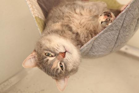 A cat resting in a hammock