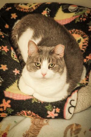Hallie, available for adoption