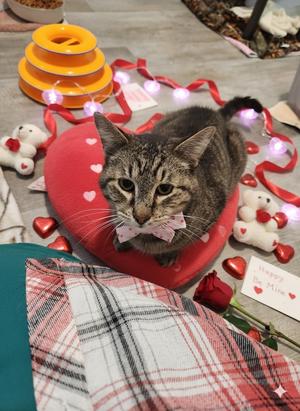 Henri, adult, available for adoption
