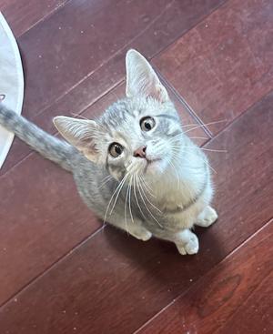 A gray tabby kitten with white paws and chest is sitting on a wooden floor, looking up with wide eyes.