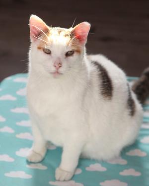 Haven, available for adoption