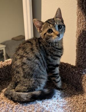 Bernadette, kitten, available for adoption