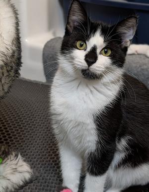 Biscotti, kitten, available for adoption