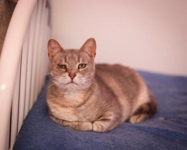 Kassidy, available for adoption