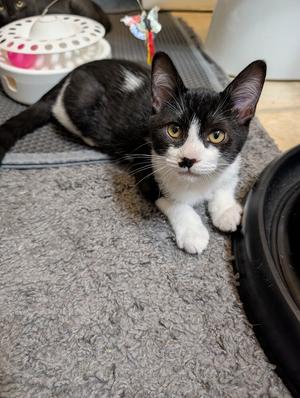 Domino #2, kitten, available for adoption