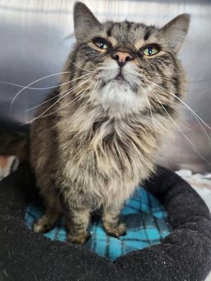 Cynder, available for adoption