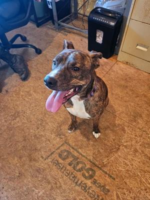 A brown and white dog with a pink tongue sticking out, sitting on a wooden floor.