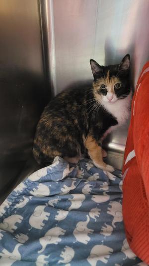 686 - Lotti, adult, available for adoption