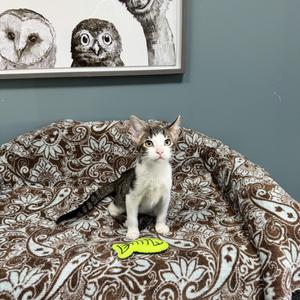 A gray and white cat sitting on a patterned blanket with a green toy in front of it, with a framed picture of owls on the wall behind.