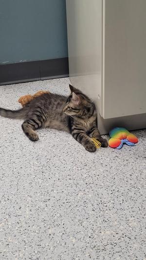 A tabby kitten lies on a speckled floor, looking to the right, with a rainbow-colored toy and a yellow spring nearby.