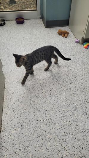 A tabby kitten walks across a speckled grey floor in what appears to be a shelter or veterinary clinic.