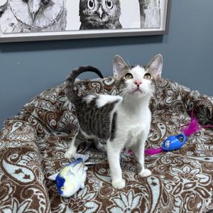 Ghost - 721, young, available for adoption
