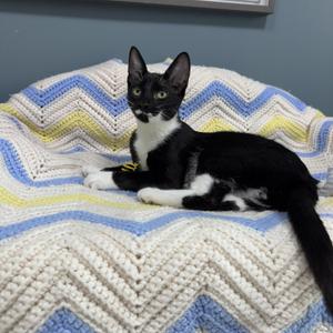 714 - Sylvester, young, available for adoption
