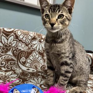 Spider - 720, young, available for adoption