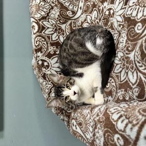 Boo - 722, young, available for adoption