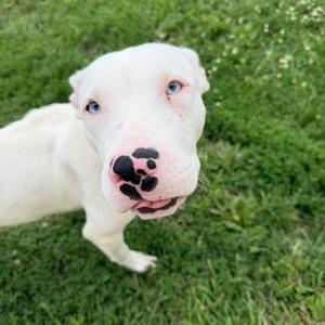 Queso, Terrier, American Pit Bull, available for adoption