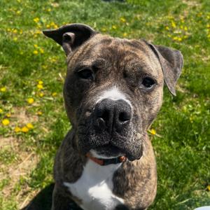 Brody, Terrier, Pit Bull, adult, available for adoption