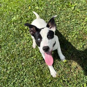 Perdita, Mixed Breed (Medium), available for adoption