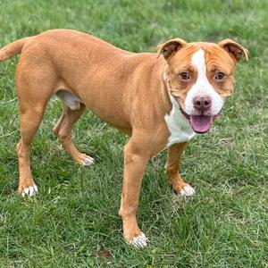 Spike, Terrier, American Pit Bull, adult, available for adoption