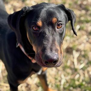 Rocky, Pinscher, Doberman, young, available for adoption