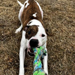 Jupiter, Terrier, American Pit Bull, adult, available for adoption