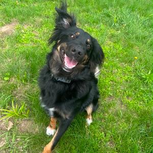 Ralph, Shepherd, young, available for adoption