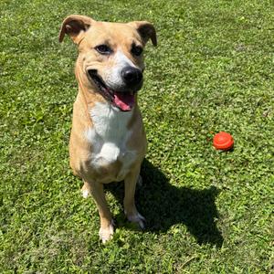 Kalypso, Black Mouth Cur, young, available for adoption