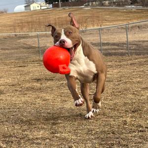 A brown and white pit bull dog is running in a grassy field with a large orange ball in its mouth.