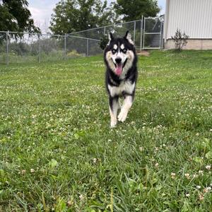 Sava (sah-va), Husky, young, available for adoption