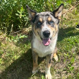 Beau, Cattle Dog, Australian (Blue Heeler), available for adoption